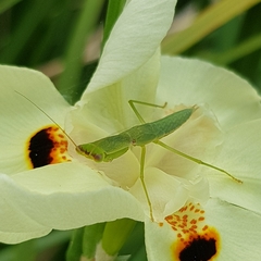 Orthodera ministralis