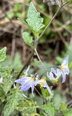 Solanum douglasii