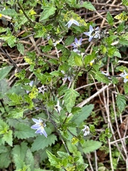 Solanum douglasii