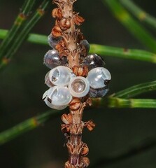 Commius elegans