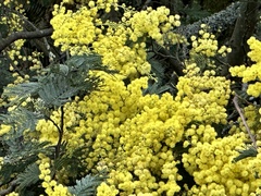 Acacia baileyana