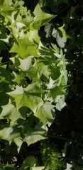 Delairea odorata