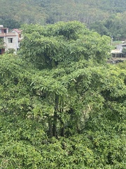 Alstonia
