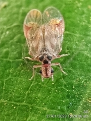 Amphipsocidae