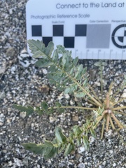 Chylismia claviformis