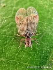 Amphipsocidae