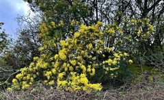 Acacia baileyana