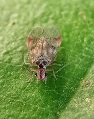 Amphipsocidae