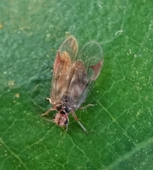 Amphipsocidae