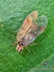 Amphipsocidae