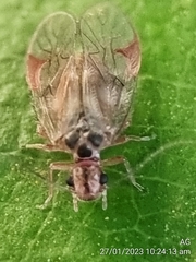 Amphipsocidae