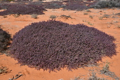 Tecticornia calyptrata