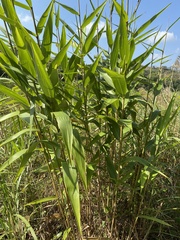 Thysanolaena