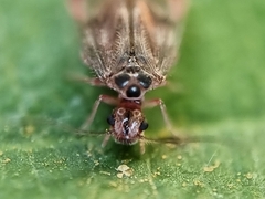 Amphipsocidae