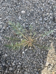 Chylismia claviformis