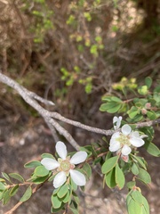 Leptospermum glaucescens
