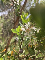 Leptospermum glaucescens