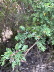 Leptospermum glaucescens