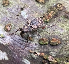 Litocerus