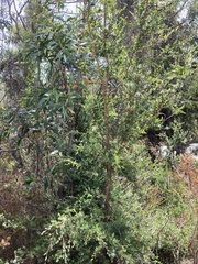 Leptospermum glaucescens