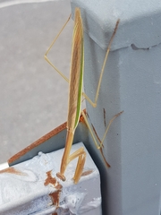 Tenodera australasiae