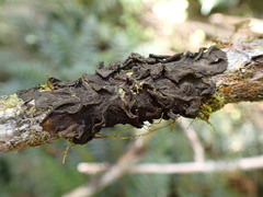 Collema subflaccidum