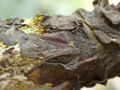 Collema subflaccidum