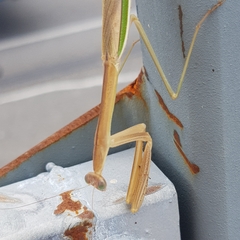 Tenodera australasiae