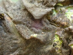 Collema subflaccidum