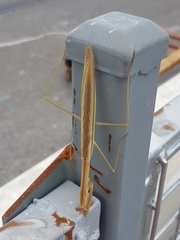 Tenodera australasiae