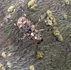 Litocerus