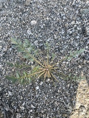 Chylismia claviformis