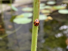 Coelophora inaequalis