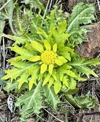 Sanicula arctopoides