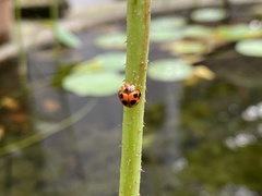 Coelophora inaequalis