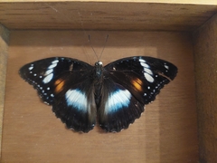 Hypolimnas bolina nerina