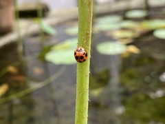 Coelophora inaequalis