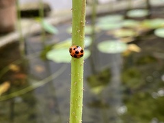 Coelophora inaequalis