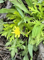 Sanicula arctopoides