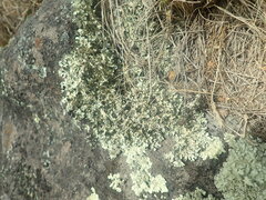 Xanthoparmelia arapilensis