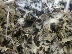 Xanthoparmelia arapilensis