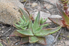 Dudleya