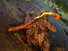 Ophiocordyceps variabilis