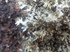 Xanthoparmelia arapilensis