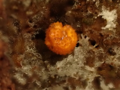Ophiocordyceps variabilis