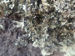 Xanthoparmelia arapilensis