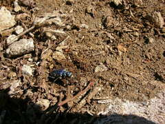 Cicindela depressula
