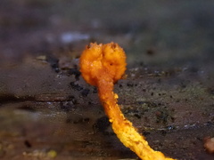 Ophiocordyceps variabilis