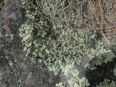 Xanthoparmelia arapilensis