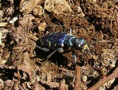 Cicindela depressula